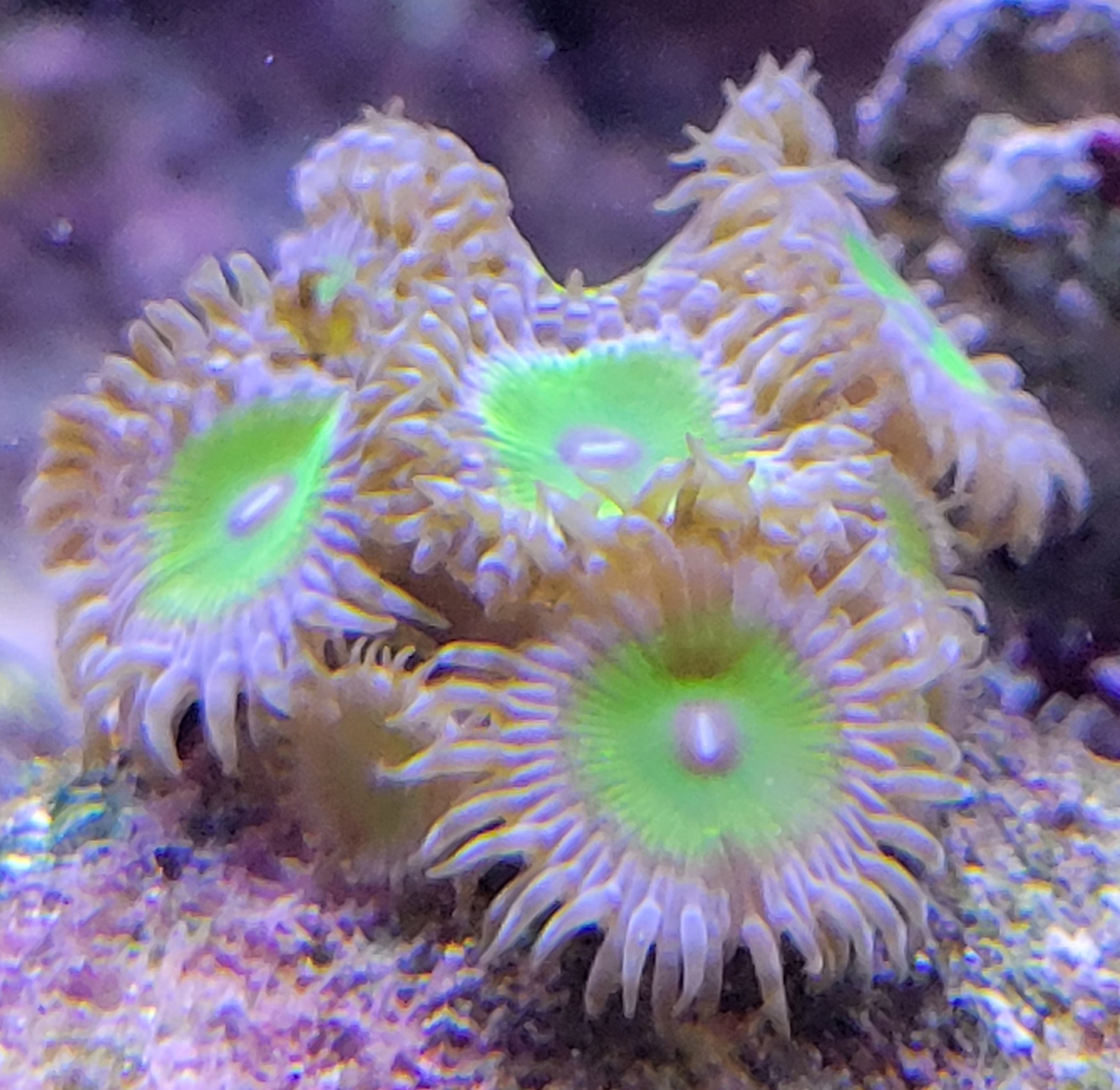 Watch this dope stream of zoas